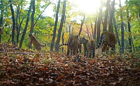 Tigers in the Northeast China Tiger and Leopard National Park. Photo credits: Official website of Northeast China Tiger and Leopard National Park.
