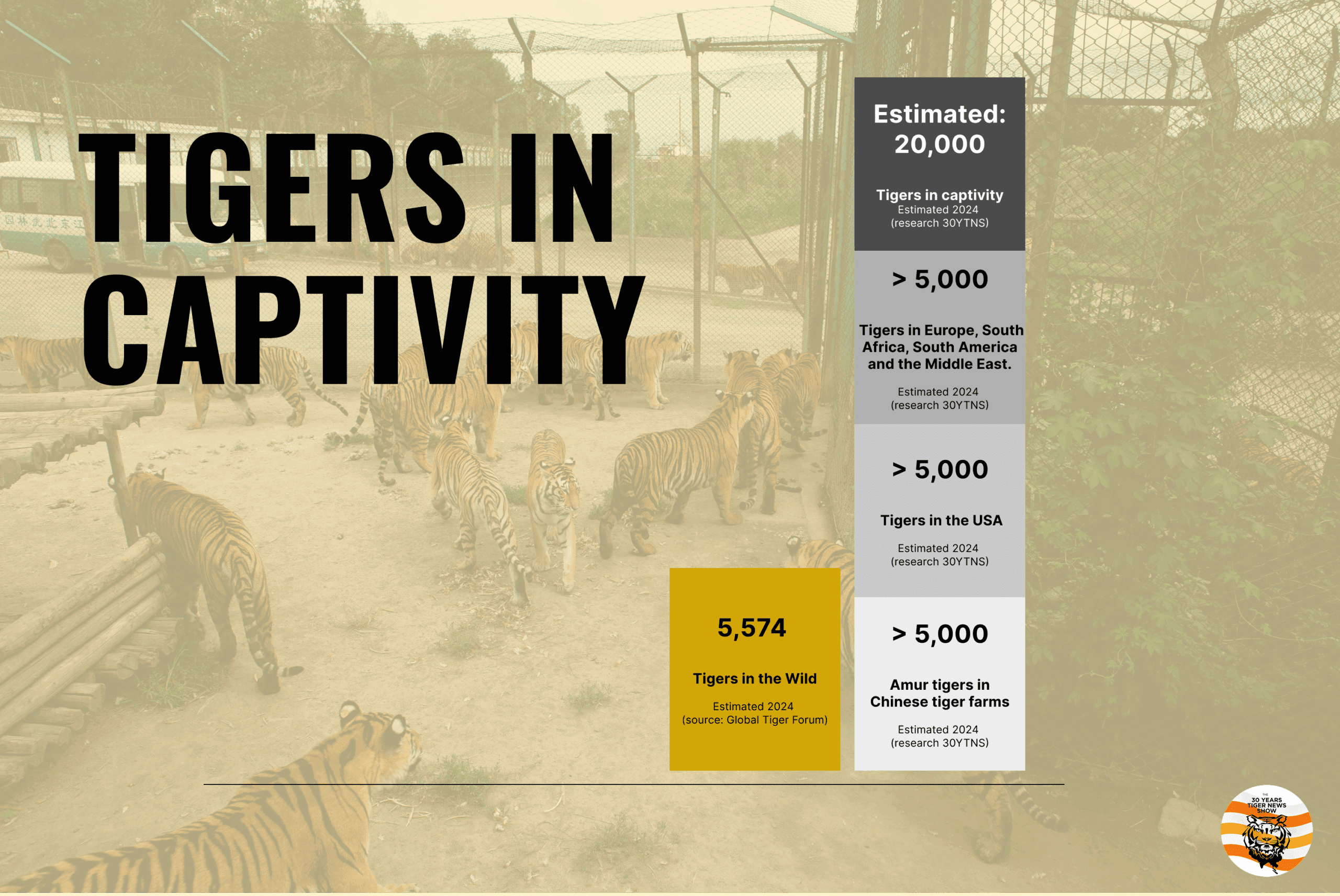 Infographic tiger numbers