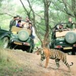 Open Wildlife Safaris