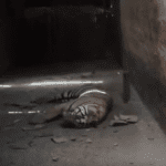 Second autopsy