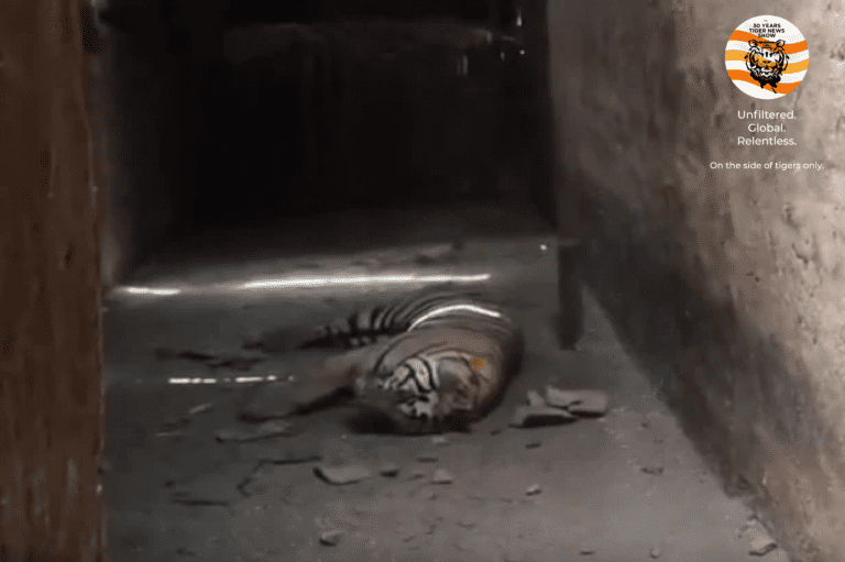 Second autopsy