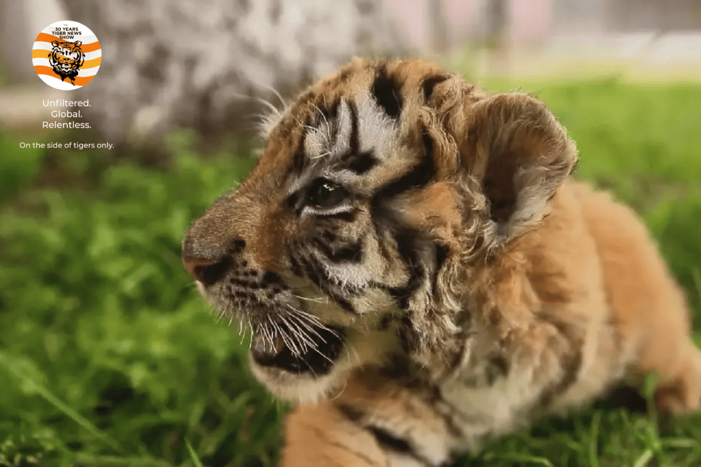 Tiger farming