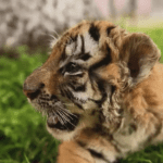 Tiger farming