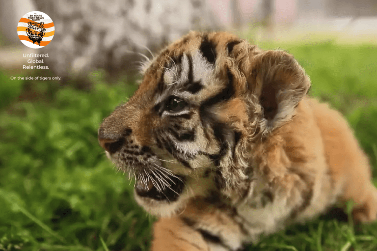 Tiger farming