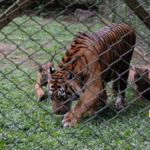 Taman Safari